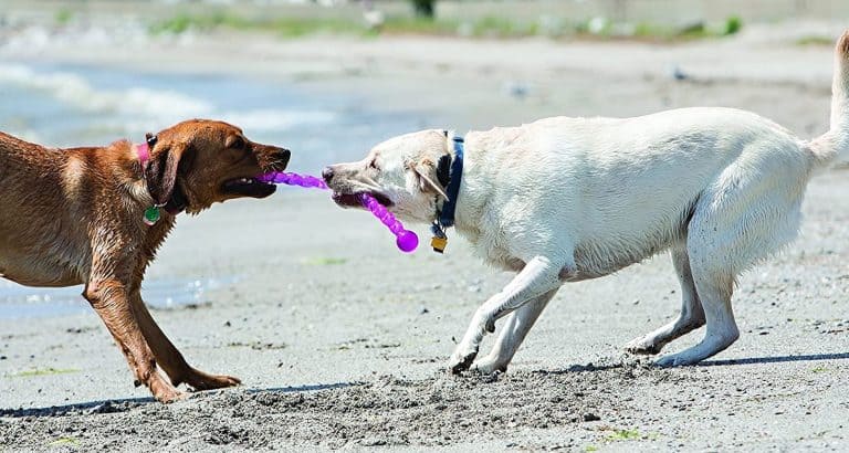 Two dogs playing tug with a rope toy on a beach