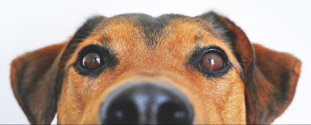 Best Dog Wormer UK
