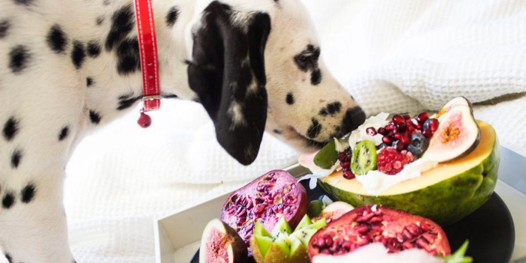 foods bad for dogs