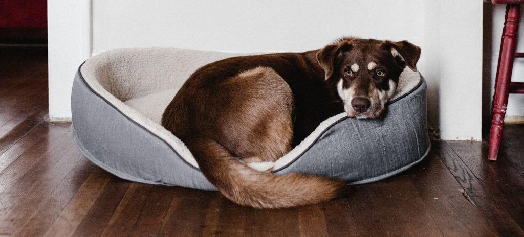 dog separation anxiety