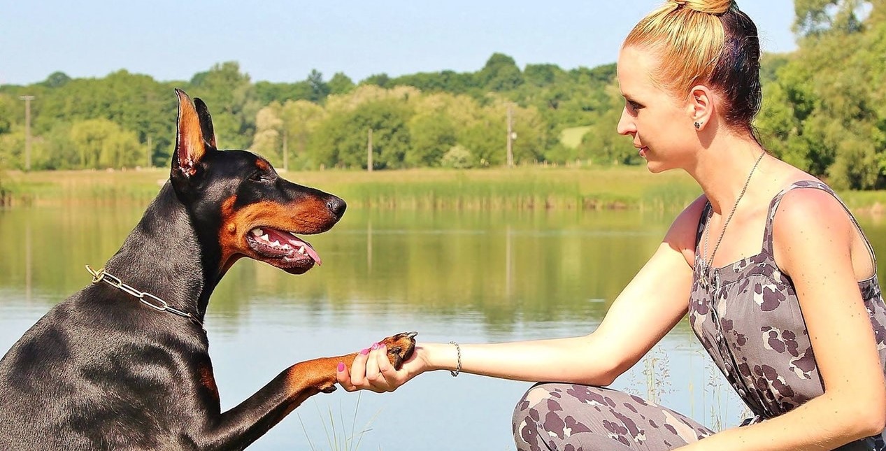 best dog training books 2019