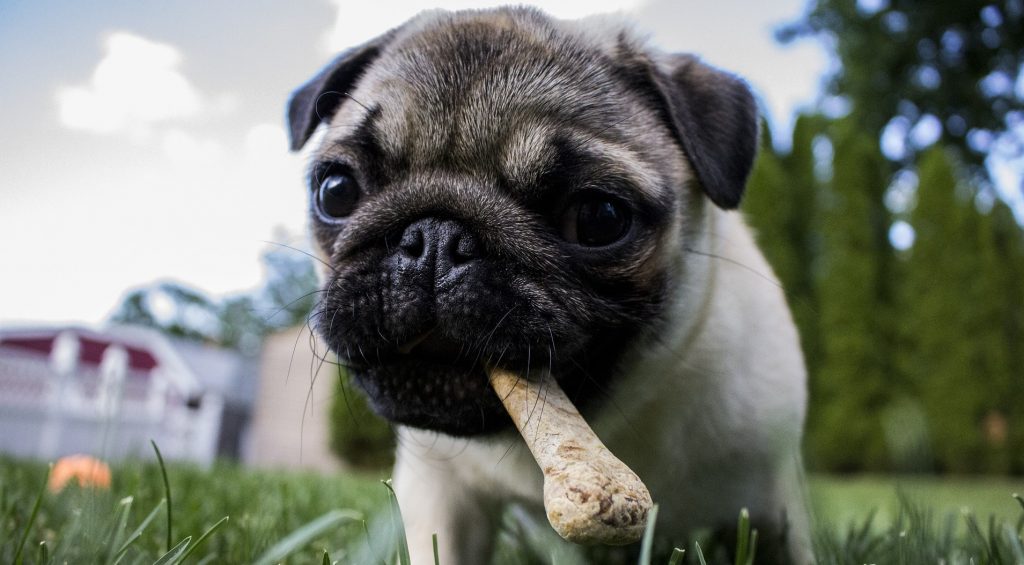 best dog dental chews