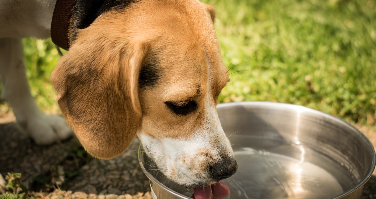 dog drinking water