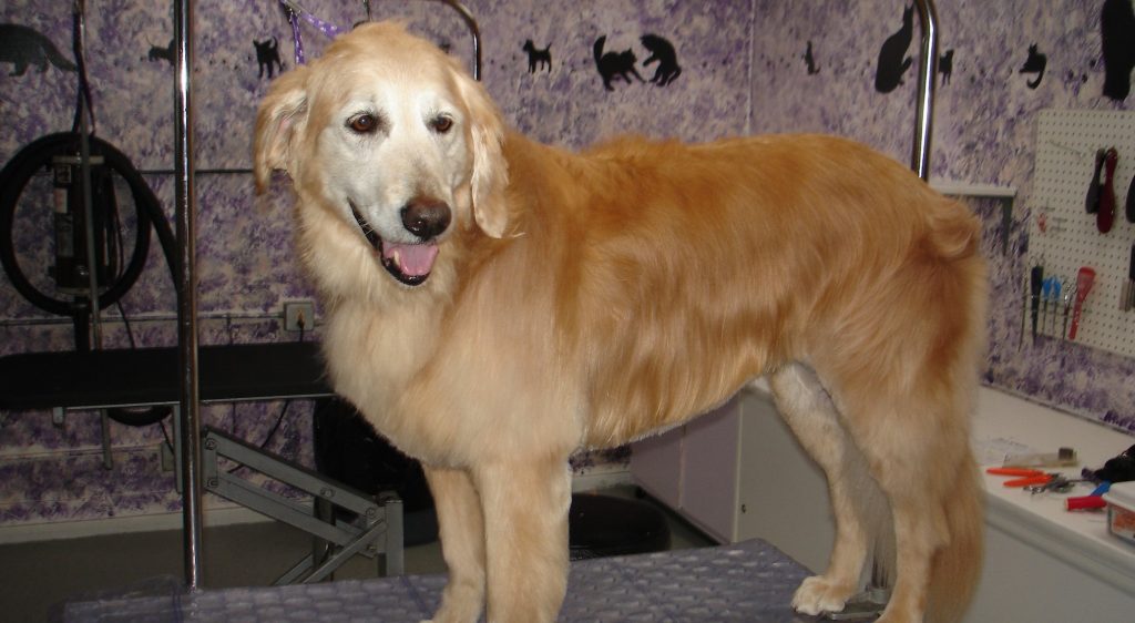 dog slicker brush uk