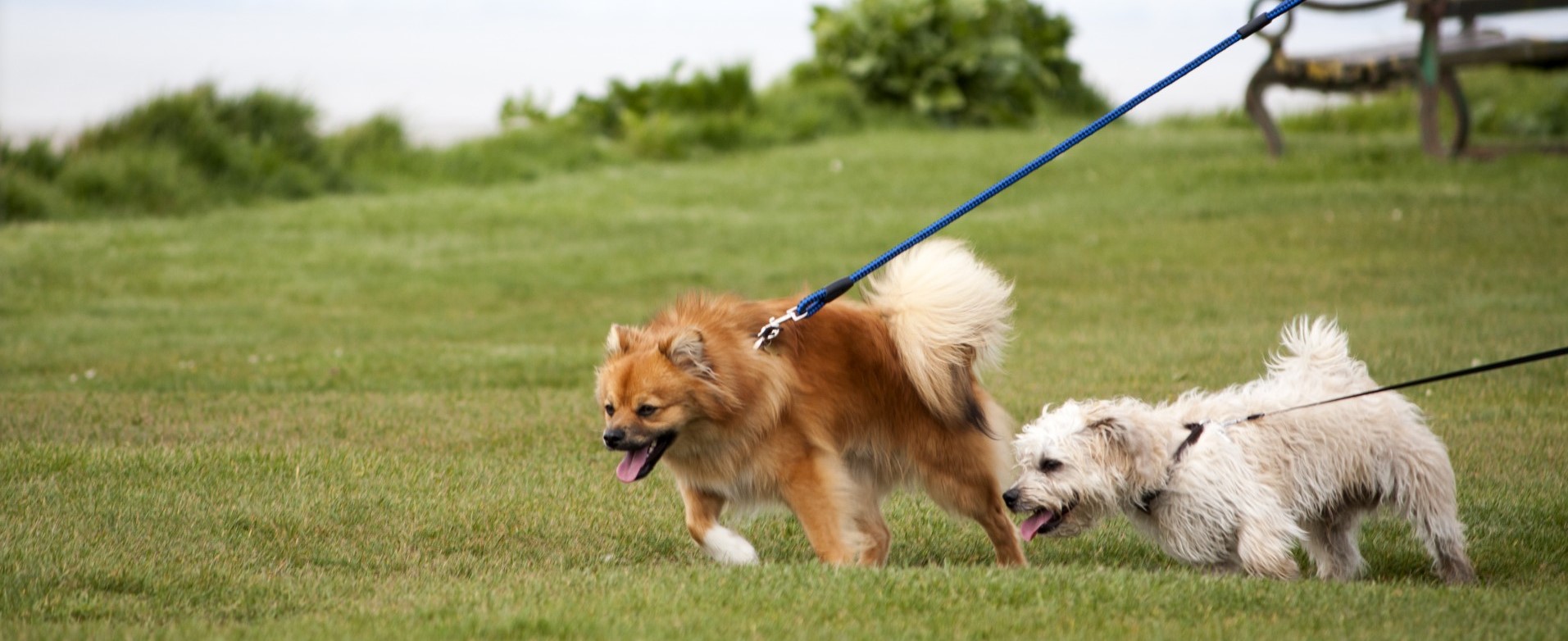 best dog leads uk