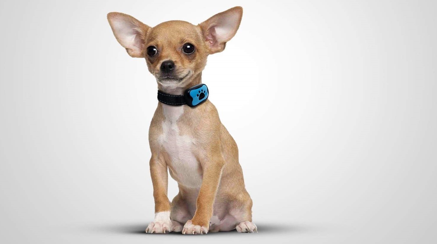 10 Best Dog Training Collars for 2022 Dog Desires 10 Best Dog Training Collars for 2022 Dog Desires