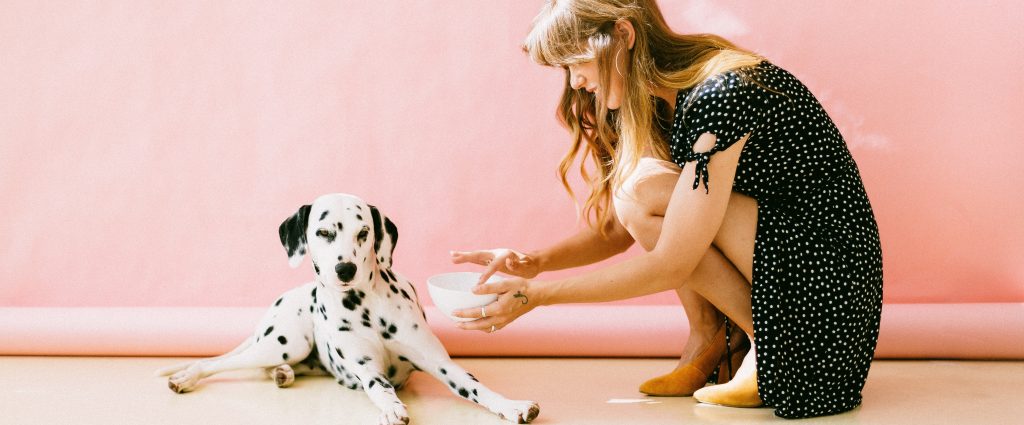 how to put weight on a dog