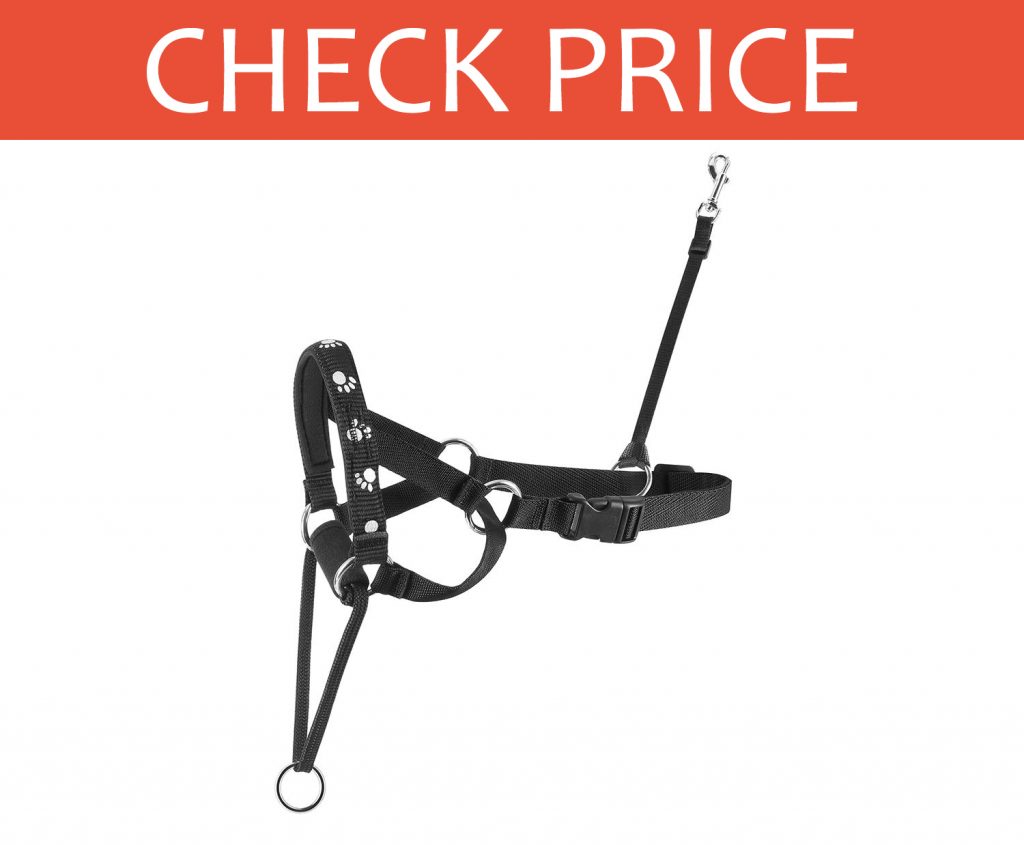 5 Best Dog Head Collars for 2020 Dog Desires