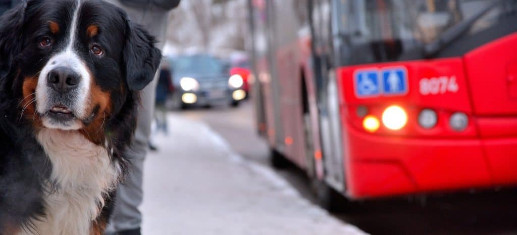can you take dogs on buses