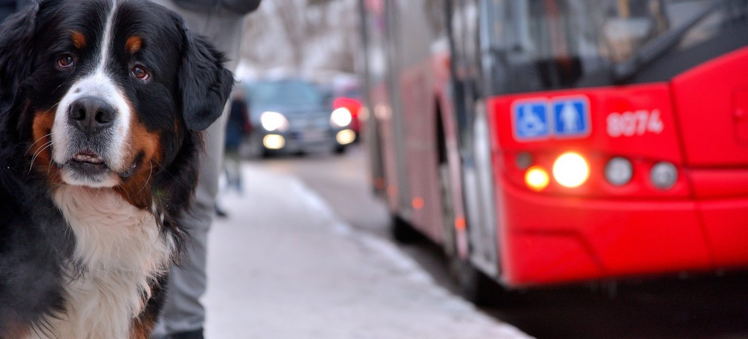 Can You Take Dogs On Buses? Not What You May Think! Dog Desires