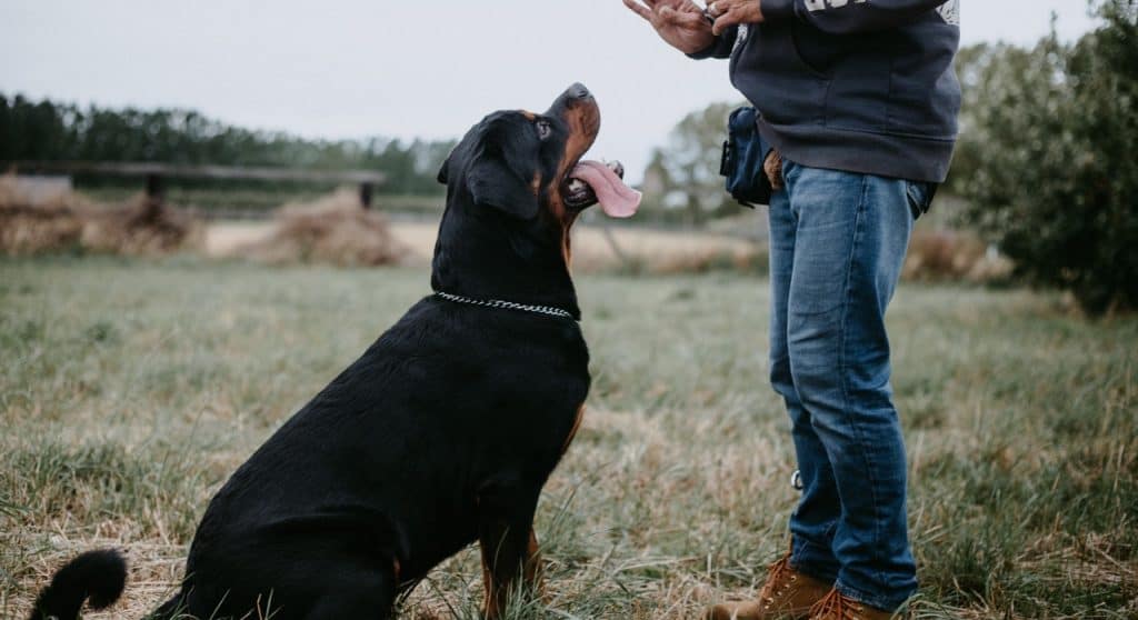 are rottweilers dangerous