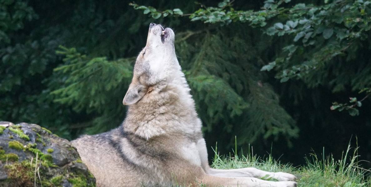 Why Do Dogs Howl At Night? Understanding Your Dog Completely