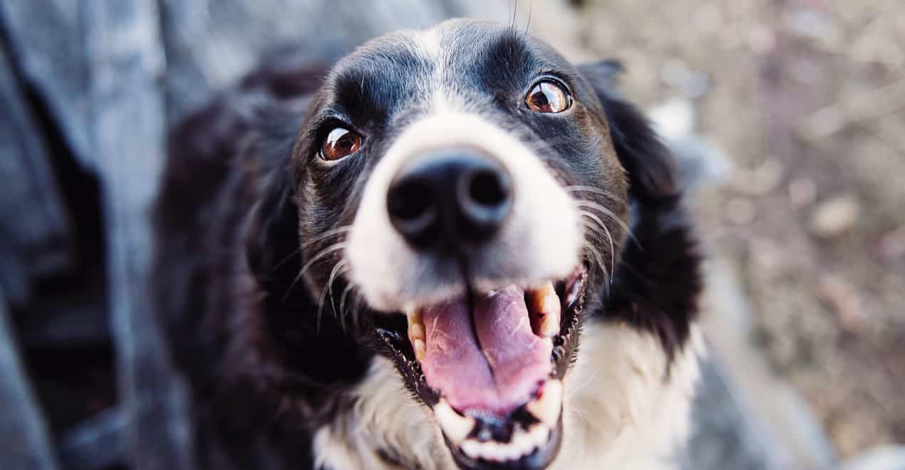 Can Dogs Look Up? Dog Desires
