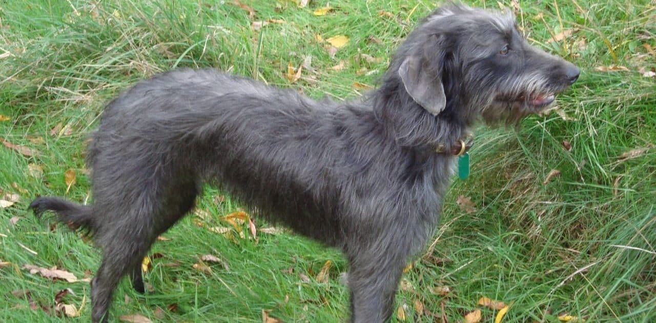 Bedlington Whippet The Ultimate Guide Dog Desires