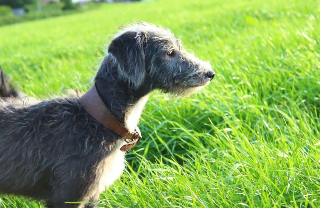 bedtington whippet in grass