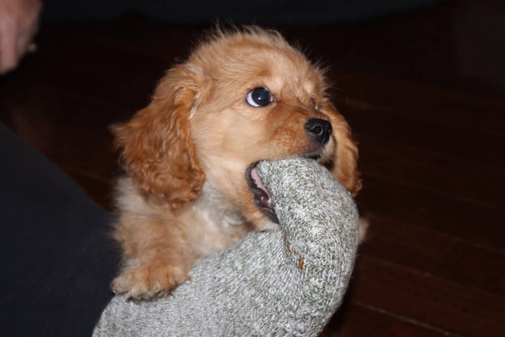 cavachon bite
