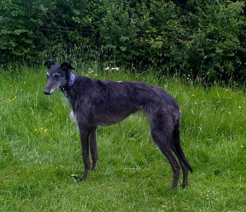 lurcher in a field
