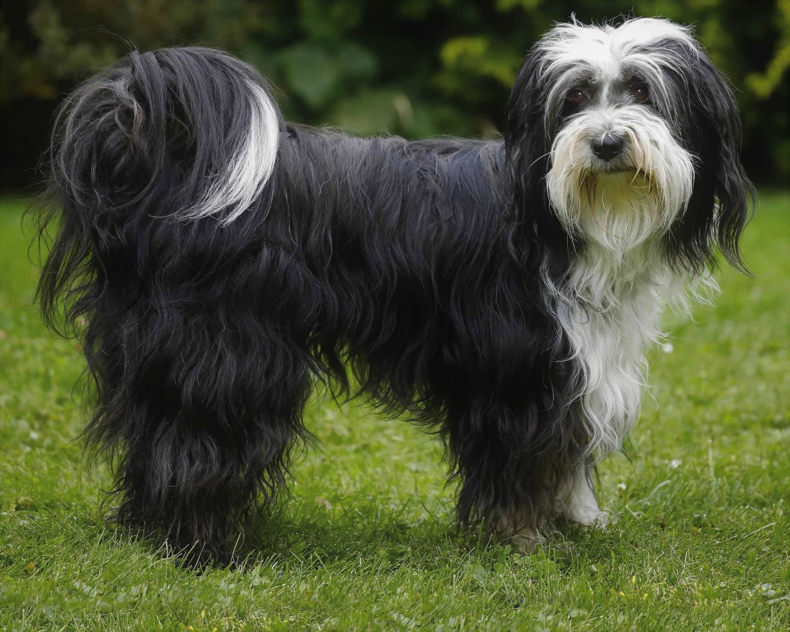 Tibetan Terrier Dog Breed Guide (Personality, Health, Grooming etc.)
