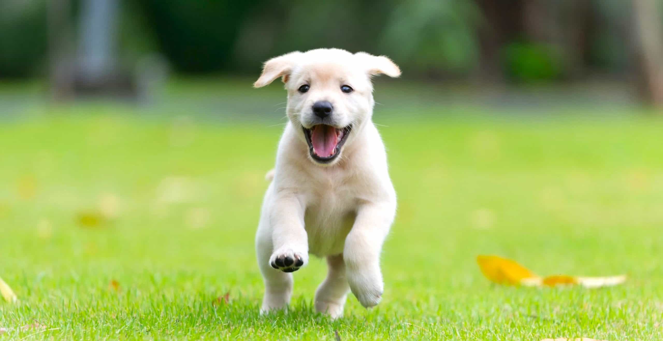 When Do Puppies Calm Down? And at What Age? Dog Desires