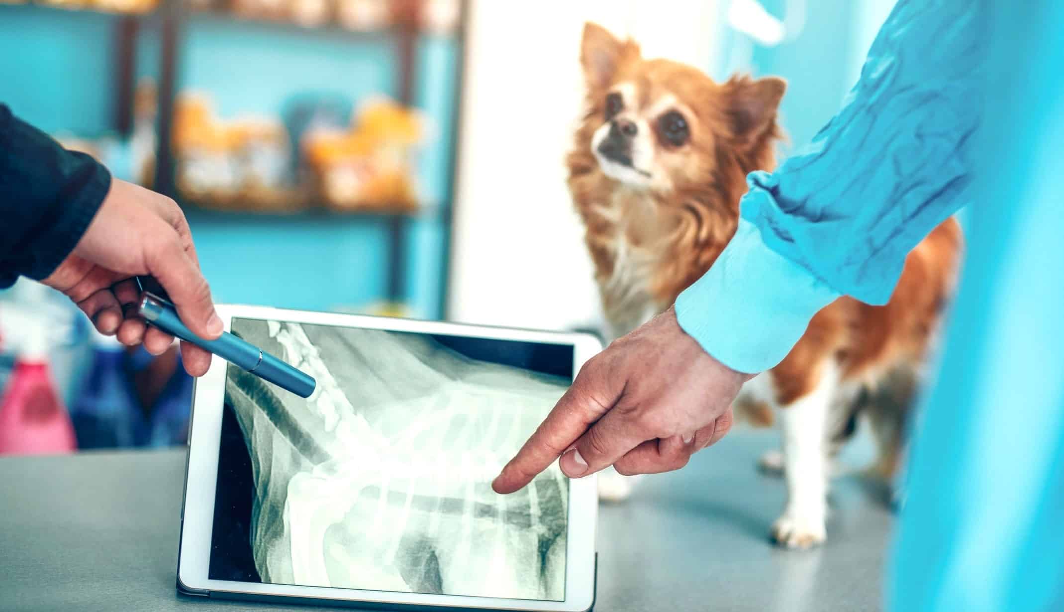 How Much Does It Cost To Xray A Dog