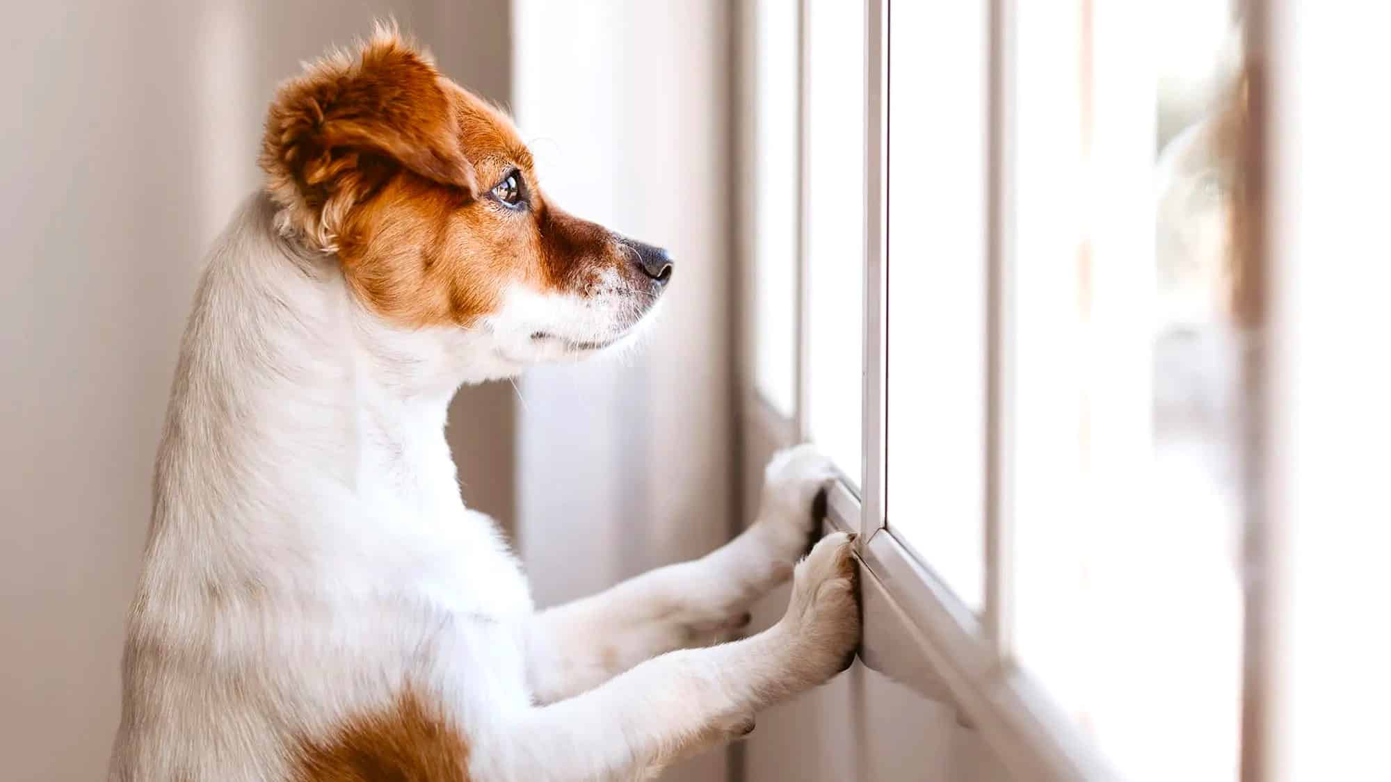 How Long Can You Legally Leave a Dog Alone in the UK? Dog Desires