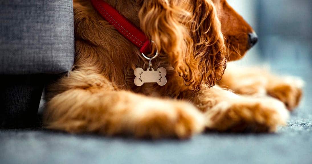 What Should You Put on A Dog Tag in the UK? Dog Desires