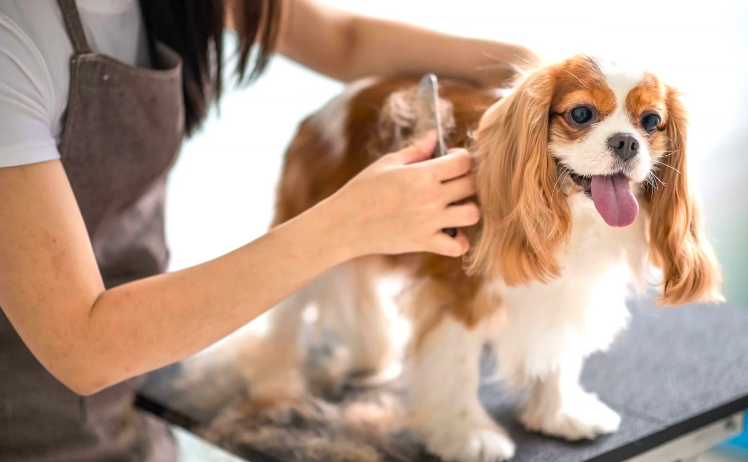 How Much Do Dog Groomers Make in the UK? Dog Desires