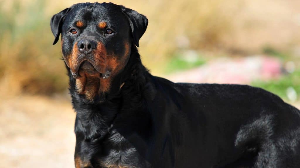 rottweiler