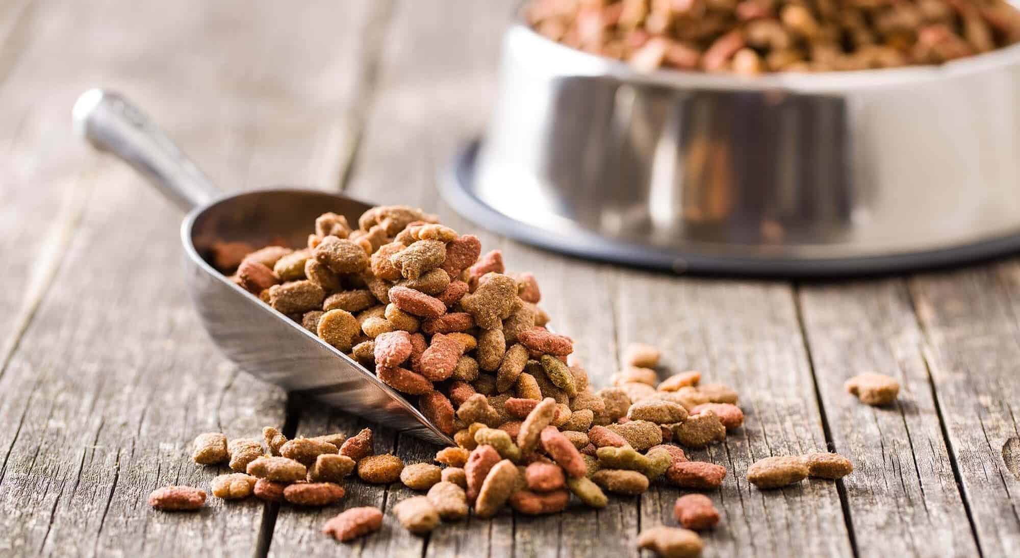 Is Dog Food Bad for Rabbits? Dog Desires