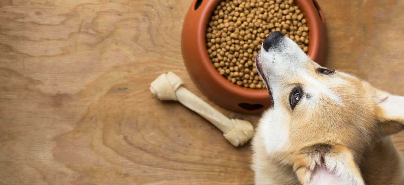 Why Does Dog Food Smell Bad? Dog Desires