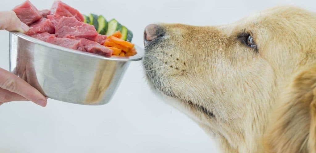What Did Dogs Eat Before Dog Food Dog Desires